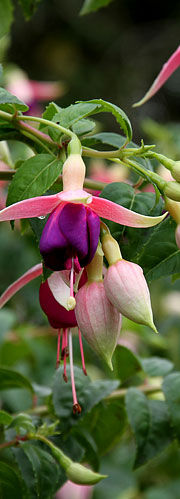 Fuchsia