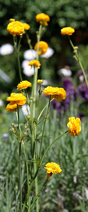 Gul blomst staude