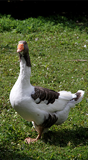 Gås
