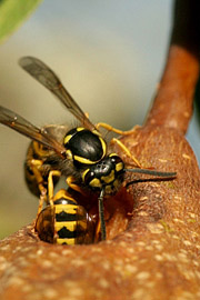 Hvepsen hedder egentlig gedehams