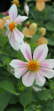 Georgine dahlia