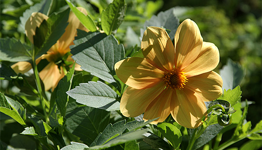 Dahlia georgine gyldne blomster