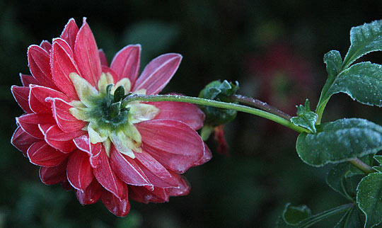 Dahlia med rimkanter