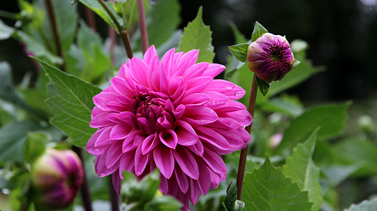 Lilla dahlia