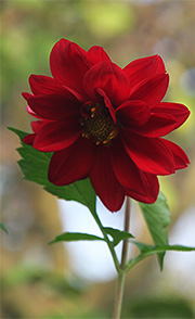 Dahlia