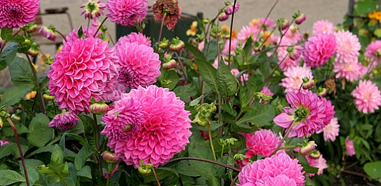 georgine dahlia