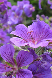 Geranium