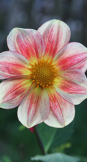 Dahlia