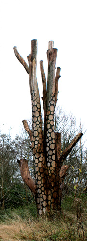 giraftræ i Tickon i Tranekær Slotspark.