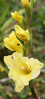 Gladiolus