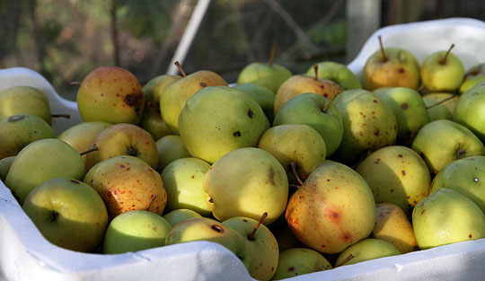 Golden Delicious æbler