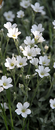 Cerastium tomentosum