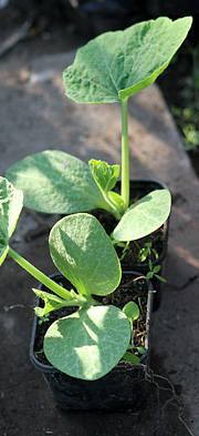 Græskarplanter