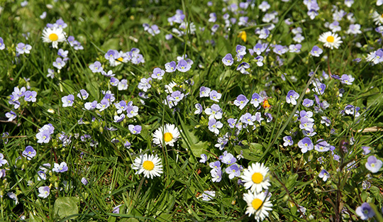 Græsplæne med blomster