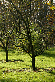 Græsplæne i november