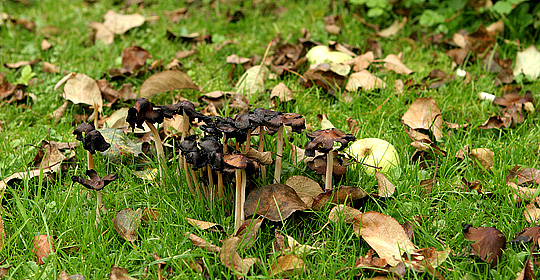 Græsplæne med svampe