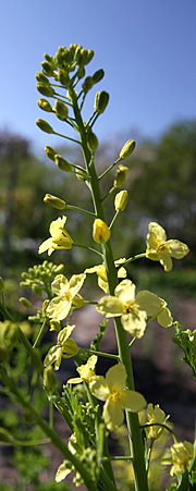 Grønkål i blomst