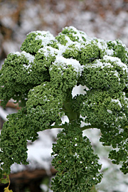 Grønkål i sne