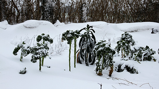 Grønkål i sne i januar