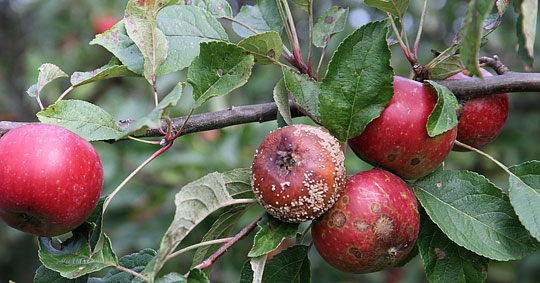 Gul monilia på æble