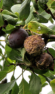 Gul monilia på blommer