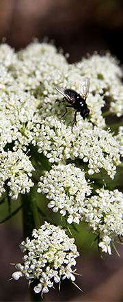 Gulerodsblomst med flue