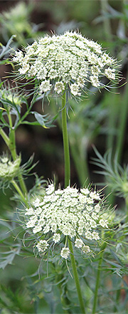 Gulerodsblomster