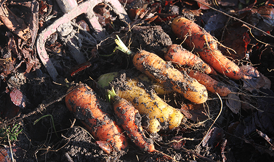 Gulerødder høstes i februar, de er beskyttet af et lag blade.