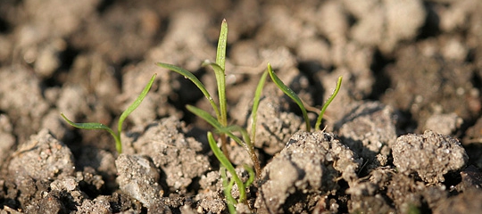 Gulerødder – nyspirede kimplanter