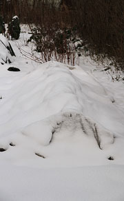 Gulerodsbed i sne i janaur