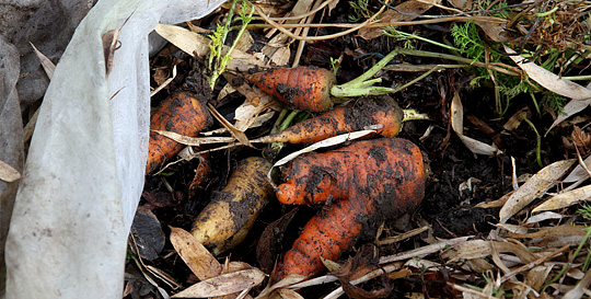 Lækre nyopgravede gulerødder i februar