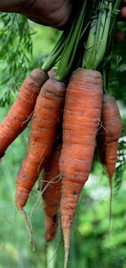 De første gulerødder