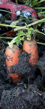 Opgravning af gulerødder i frostvejr