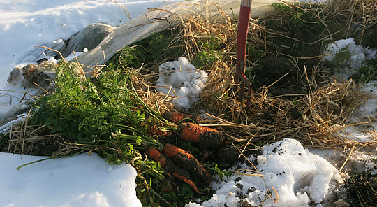 Opgravning af gulerødder i sne