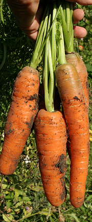 Et bundt gulerødder fra egen have