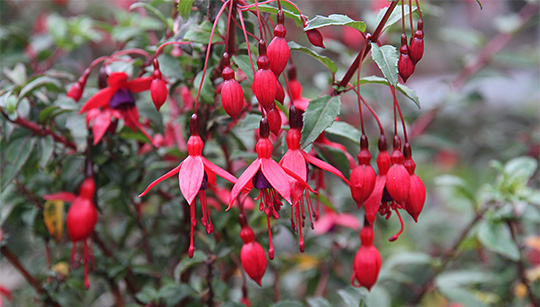 hækfuchsia