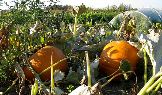 Holloween græskar hjemmeavlede