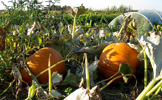 Halloweengræskar