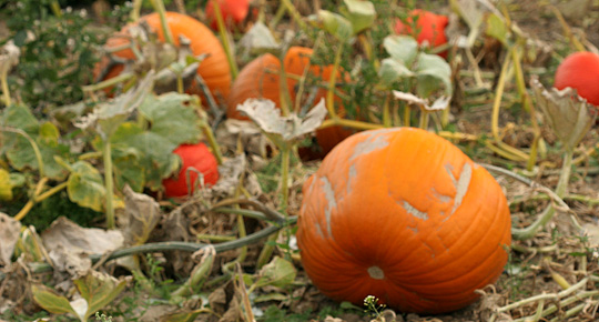 Halloweengræskar hjemmedyrket