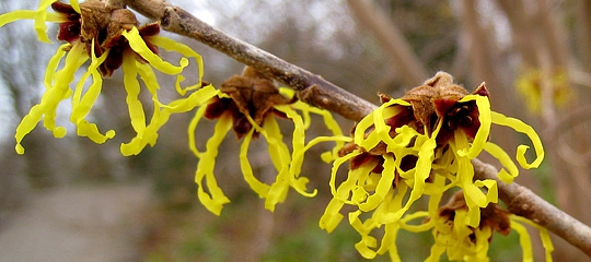 Hybrid-troldnød