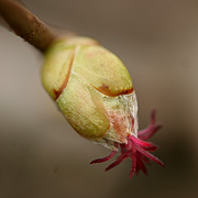 Macrobillede af hunblomst af hassel