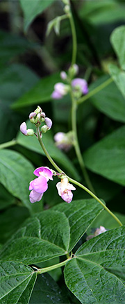 Havebønne i blomst