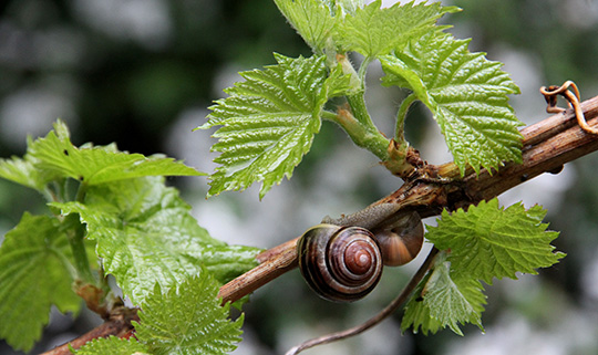 Havesnegle på vin