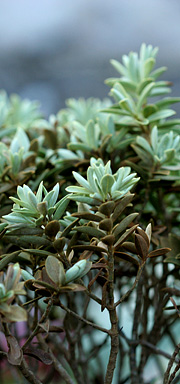 Hebe frostskade
