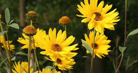 Staudesolsikke Helianthus atrorubens