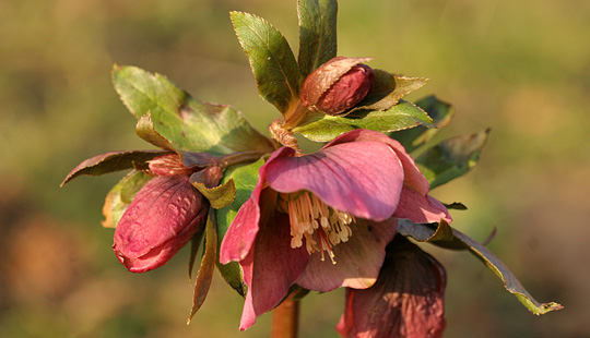 Helleborus orientalis