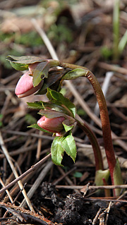 Helleborus orientalis