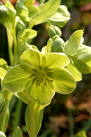 Helleborus corsicus