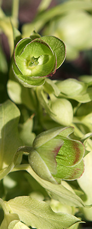 Helleborus foetidis