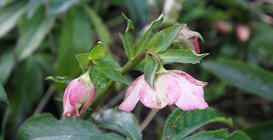 Helleborus orientalis – en af de tidlige, som allerede er sprun